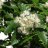 Sorbus intermedia-thumbnail