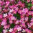 Patjarikko – Saxifraga arendsii Carpet Purple-thumbnail