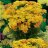 Siankärsämö - Achillea millefolium Milly Rock 'Yellow Terracotta'-thumbnail