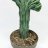 Sinihärmekaktus (Myrtillocactus geometrizans christata) p 20-thumbnail