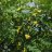 Caragana arborescens 3 L-thumbnail