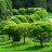 Salix fragilis 'Bullata'-thumbnail
