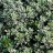 Thymus citriodorus ‘Silver Queen’-thumbnail