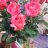 Rose bouquet pink Premium-thumbnail