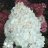 Vanille Fraise® Syyshortensia (Hydrangea paniculata VANILLE FRAISE® 'Renhy') 3 L-thumbnail