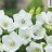 Karpaattienkello - Campanula carpatica 'Perla White'-thumbnail