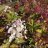 Wim's Red Syyshortensia (Hydrangea paniculata 'Wim's Red') 3 L-thumbnail