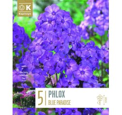 Syysleimu 'Phlox' Blue Paradise 5-thumbnail