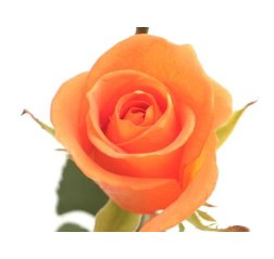 Ruusu oranssi-thumbnail