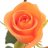 Rose orange-thumbnail