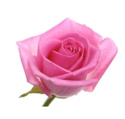 Rose pink-thumbnail