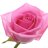 Ruusu vaaleanpunainen-thumbnail