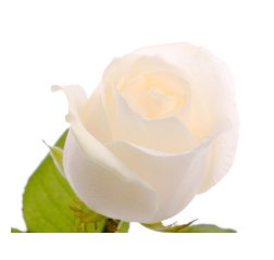 Ruusu valkoinen-thumbnail