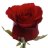 Ruusu punainen-thumbnail