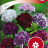 Dianthus barbatus 'Mix'-thumbnail