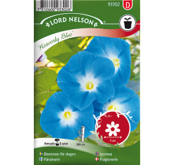 Mexican morning glory 'Heavenly Blue'-thumbnail