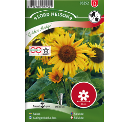 Sunflower 'Golden Hedge'-thumbnail