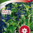 Salvia farinacea 'Victoria'-thumbnail