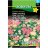 Achillea millefolium 'Summer Pastells'-thumbnail