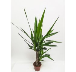 Yucca-palmu n. 95 cm-thumbnail