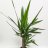 Yucca-palmu n. 95 cm-thumbnail