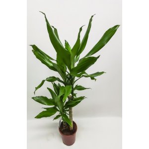 Dragon tree plant, about 95 cm T_PRODUCT_IMAGE