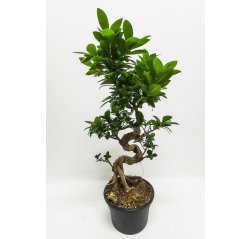 Ficus microcarpa bonsai, about 65 cm-thumbnail
