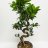 Varjoviikuna bonsai n. 65 cm-thumbnail