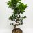 Ficus microcarpa bonsai, about 65 cm-thumbnail