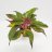 Laikkuvehka Crete (aglaonema) n. 30 cm-thumbnail