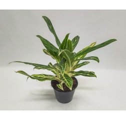 Aglaonema-thumbnail