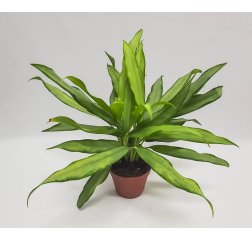 Laikkuvehka (aglaonema), n. 30 cm-thumbnail