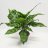 Laikkuvehka (aglaonema) n. 40 cm-thumbnail
