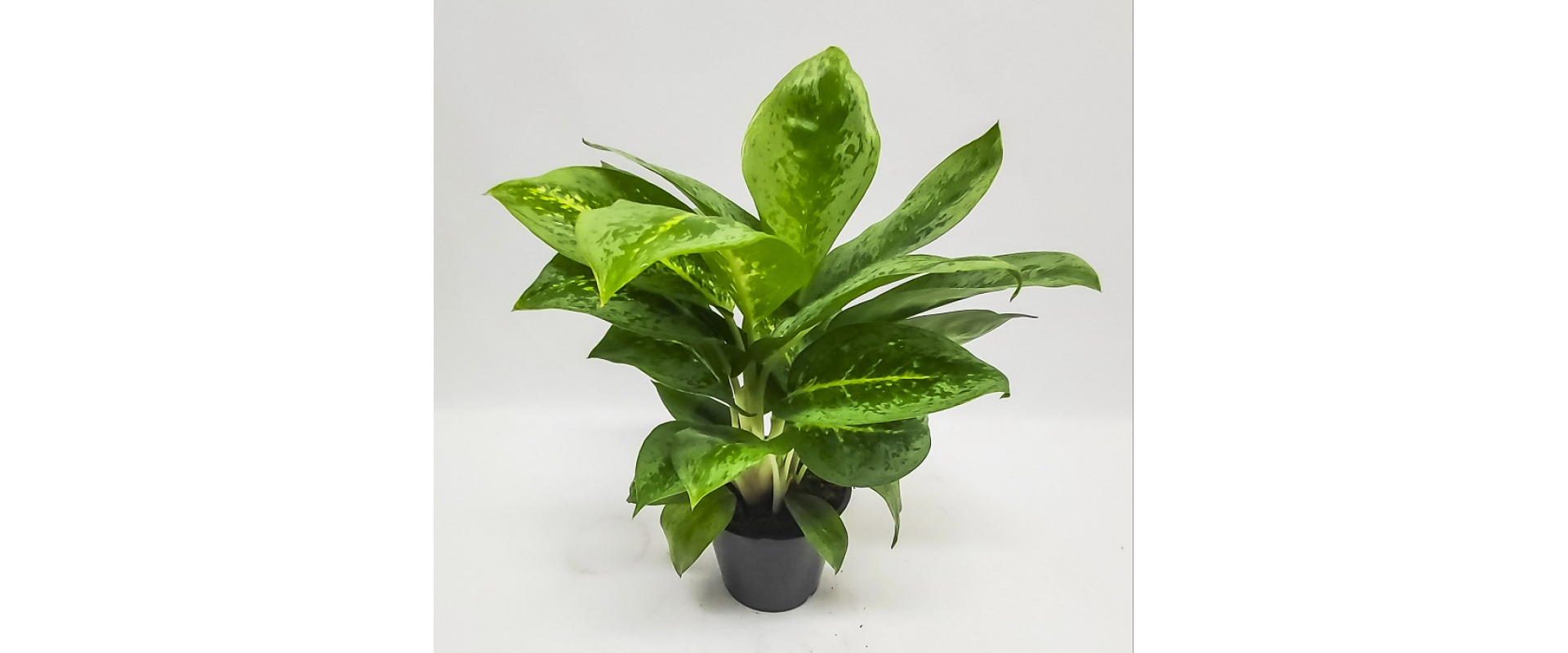 T_PRODUCT_IMAGE