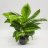 Laikkuvehka (aglaonema) n. 35 cm-thumbnail