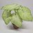 Kirjolehti (Caladium Candidum P17) n. 45 cm-thumbnail
