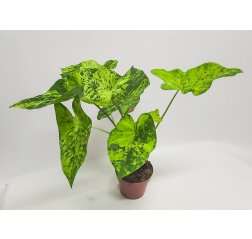 Caladium Frog in a Blender P17, about 55 cm-thumbnail