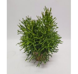 Hatiora Bambusoides (tulitikkukaktus) n.23 cm-thumbnail