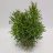 Hatiora Bambusoides, about 23 cm-thumbnail
