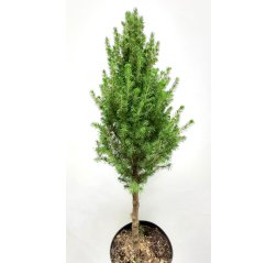 Kartiovalkokuusi Picea glauca 'conica' n. 95 cm leikattu-thumbnail