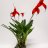 Masdevallia orkidea n.35 cm-thumbnail