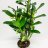 Dendrobium orchid about 45 cm-thumbnail