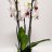 Phalaensopsis orchid with 3 stems-thumbnail
