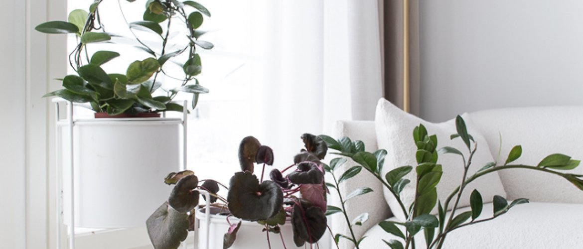 Vanhanajan huonekasvit-thumbnail