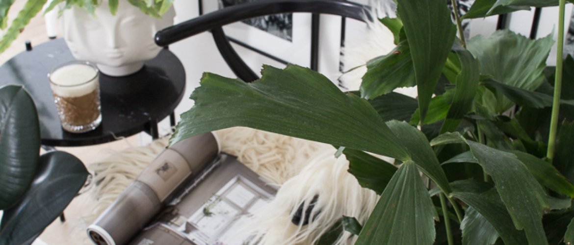 Huoneilmaa puhdistavat viherkasvit-thumbnail