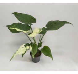 Juurakkovehka 'Alocasia cucullata variegata' p 17 Erittäin harvinainen-thumbnail
