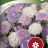 Trachymene caerulea 'Lace mixture'-thumbnail