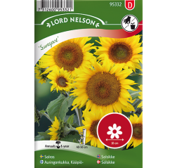 Sunflower 'Sunspot'-thumbnail