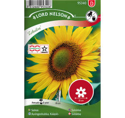 Sunflower 'Zebulon'-thumbnail