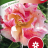 California Poppy 'Rosa Romantica'-thumbnail